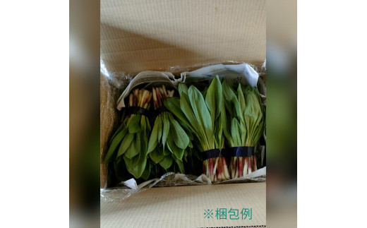 ≪先行予約≫ 令和7年産 行者にんにく葉(生) 1kg≪数量限定・4/20締め切り≫ 【09122】[a107-032]