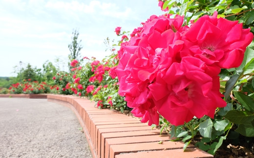 ＜限定50個！＞scarlet iwamizawa HOKKAIDO 香水／オードトワレ【18124】[a115-024]