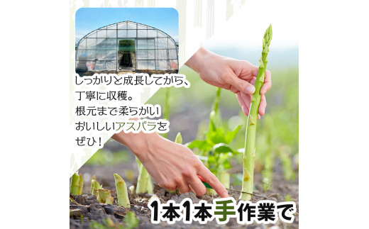 【先行予約/令和7年産】北海道岩見沢産　夏グリーンアスパラ　L～2Lサイズ 1kg【41104】[a129-002]