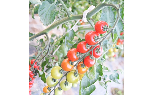 ≪先行予約／数量限定！≫岩見沢市産朝採れミニトマト3kg【54101】[a137-001]