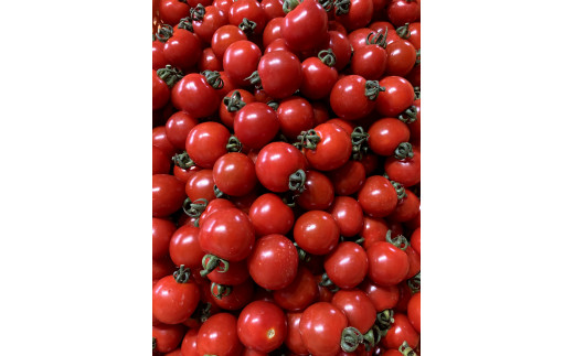 ≪先行予約≫ 完熟ミニトマト キャロルスター 2kg [a144-001]