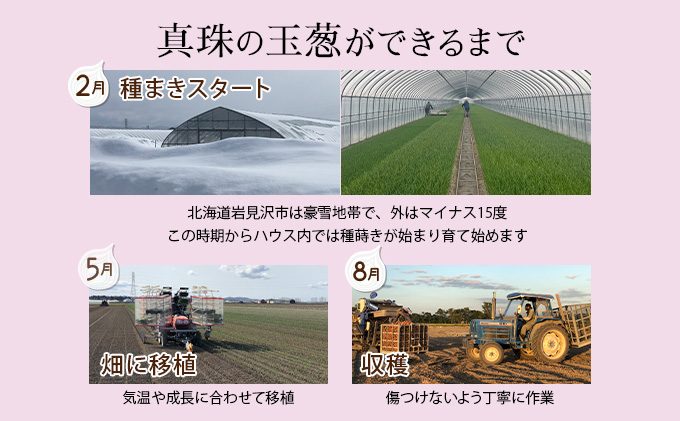 真珠の玉葱 赤玉葱Lサイズ10玉 ≪海のミネラルで育てた特別栽培玉葱≫【50107】[a134-007]