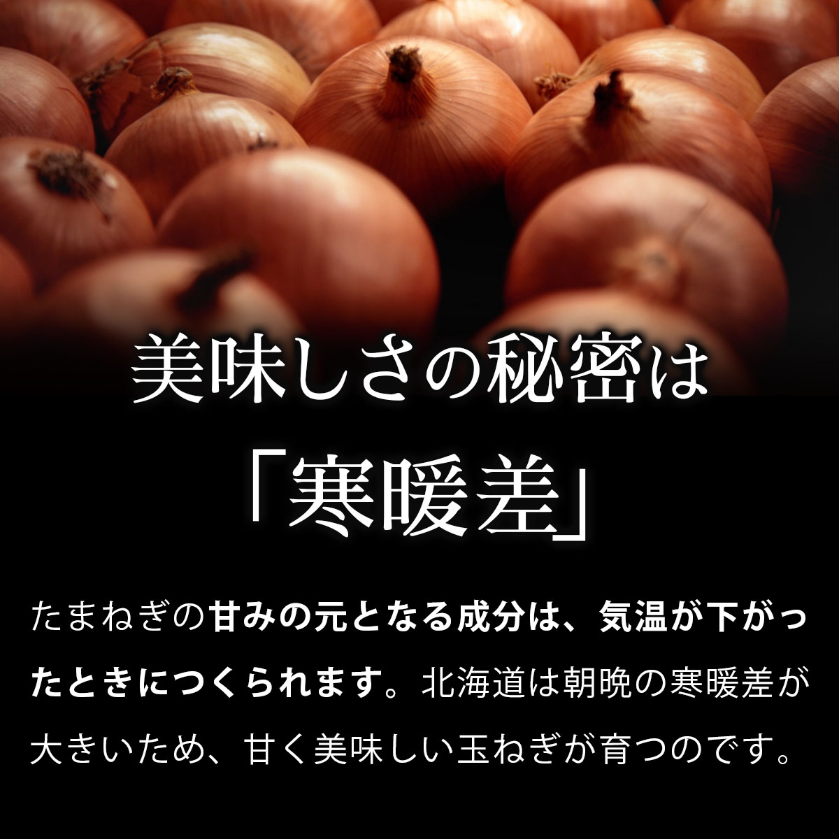 真珠の玉葱 特別栽培Lサイズ5kg (赤玉葱5個入り)≪海のミネラルで育てた特別栽培玉葱≫【50108】[a134-008]