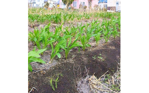 ≪先行予約≫ 令和7年産 行者にんにく葉(生) 1kg≪数量限定・4/20締め切り≫ 【09122】[a107-032]