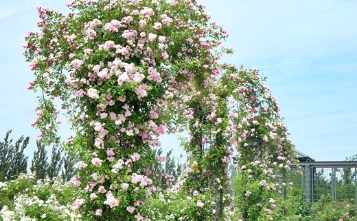 ＜限定50個！＞scarlet iwamizawa HOKKAIDO 香水／オードトワレ【18124】[a115-024]