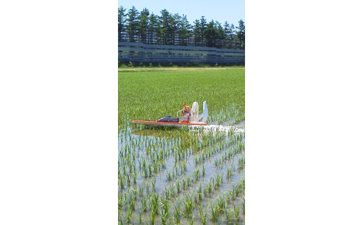 【令和5年産】北海道岩見沢産くすのきファームのたべくらべ精米4種セット（ゆめぴりか・ゆきさやか・おぼろづき・ななつぼし　各5Kg　計20Kg）【34150】[a123-050]