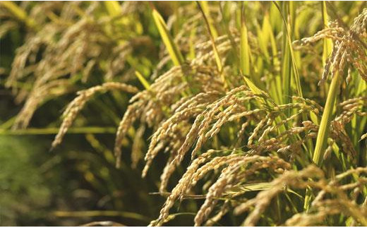 令和7年産【無洗米】5つ星お米マイスターの契約栽培米 ゆめぴりか 10kg(5kg×2袋)【39130】[a128-070]