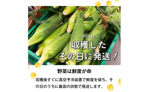 市場の目利き 北海道岩見沢産とうもろこし「恵味 2L 10本」[a142-003]