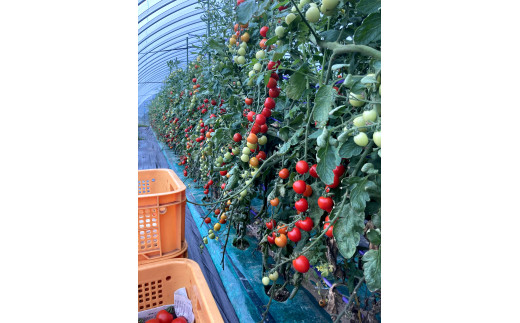 ≪先行予約≫ 完熟ミニトマト キャロルスター 2kg [a144-001]