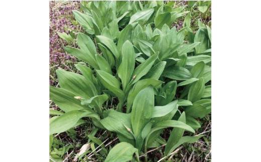 ≪先行予約≫ 令和7年産 行者にんにく葉(生) 1kg≪数量限定・4/20締め切り≫ 【09122】[a107-032]