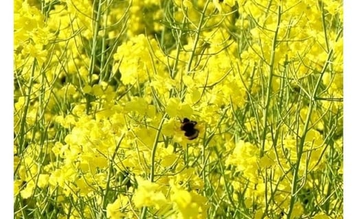 高純度！天然生はちみつ！ 「いわみざわ産・菜の花はちみつ×２個」【18107】[a115-007]