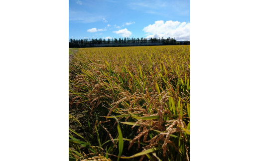 【令和5年産】北海道岩見沢産くすのきファームのたべくらべ精米3種セット（ゆめぴりか・ゆきさやか・ななつぼし　各10Kg　計30Kg）【34147】[a123-047]