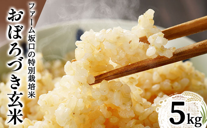 令和7年産!ファーム坂口の特別栽培米 おぼろづき玄米 5kg(5kg×1)