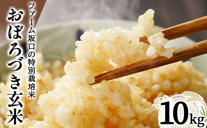 令和7年産!ファーム坂口の特別栽培米 おぼろづき玄米 10kg(10kg×1)