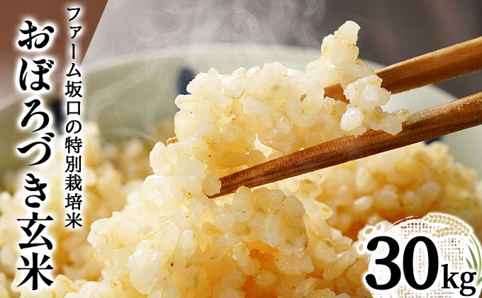 令和7年産!ファーム坂口の特別栽培米 おぼろづき玄米 30kg(30kg×1)