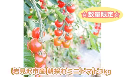 ≪先行予約／数量限定！≫岩見沢市産朝採れミニトマト3kg【54101】[a137-001]