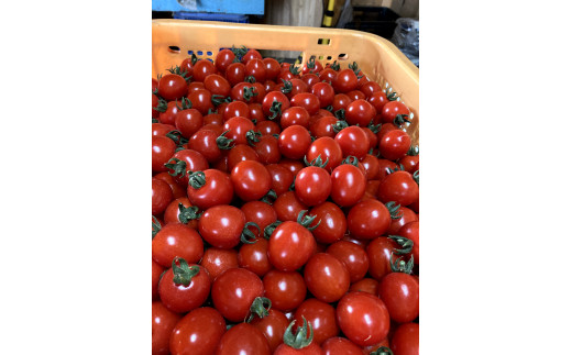 ≪先行予約≫ 完熟ミニトマト キャロルスター 2kg [a144-001]