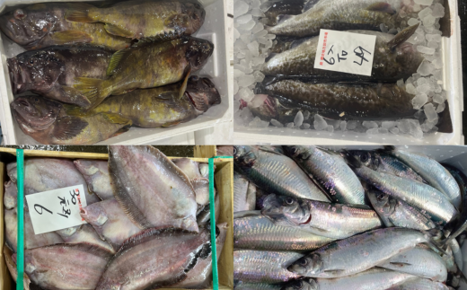 【先行受付】【訳あり】網走産冷凍鮮魚BOX～未利用魚の有効活用（漁業生産者応援企画）～（2026年2月より順次発送） ABAE011