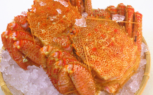 【先行予約】今だけ冷蔵配送！網走の流氷明け浜茹で毛ガニ（2024年4月中旬から順次発送予定） ABC021