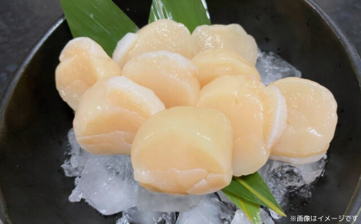 【年内配送 1週間程度で発送】北海道オホーツク産 冷凍帆立貝柱 31玉～40玉 500g×2【 ふるさと納税 人気 おすすめ ランキング ホタテ ほたて 帆立 貝柱 ホタテ貝柱 ほたて貝柱 帆立貝柱 刺身 ホタテ刺身 刺身ホタテ ほたて刺身 刺身ほたて 帆立刺身 魚介 魚介類 海鮮 小分け 天然 オホーツク 北海道 網走市 送料無料 】 ABR006