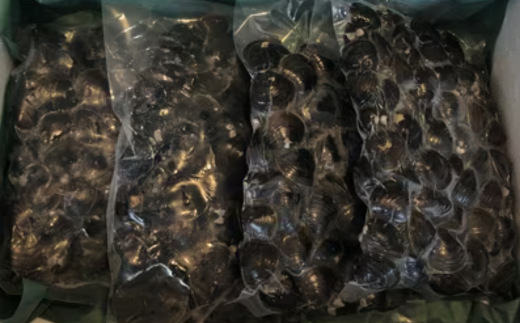 美味網走湖の砂出ししじみ【2kg】 ABAO2197