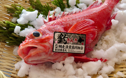 高級ブランド釣きんき一夜干【Lサイズ】 2尾（2025年5月15日より順次発送） ABJ015