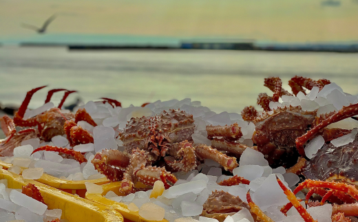 【極生食感】イバラガニ トロ刺し《200g×2p》約4～5人前（2025年4月15日より順次発送） ABJ020