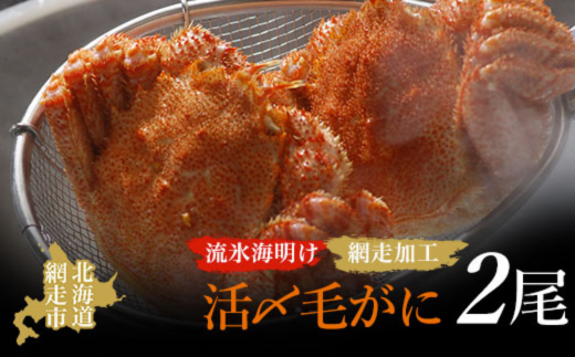 【先行予約】流氷海明け活〆毛がに2尾（冷蔵便）【2026年4月中旬～発送開始予定】（網走加工） ABAO2129