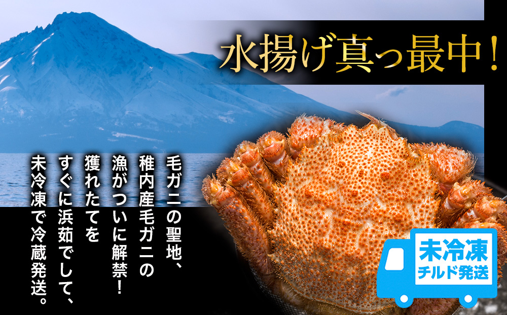 【未冷凍、冷蔵発送! 2026年新物】極・稚内産毛ガニ500g～600g 浜茹でチルド