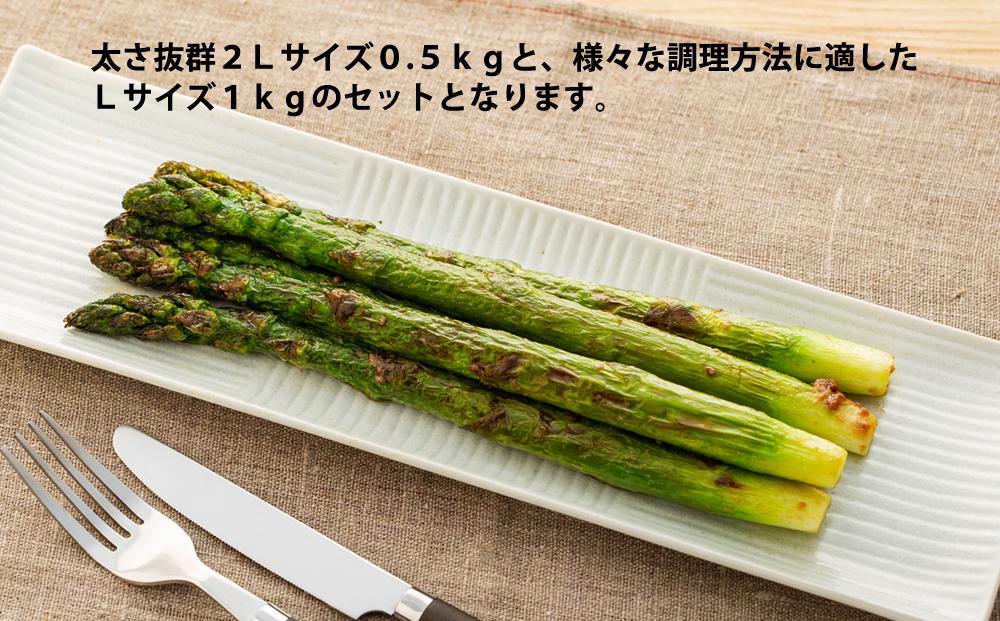 【春アスパラ】美唄産グリーンアスパラガス雪蔵美人 2Lサイズ0.5kg＋Lサイズ1kgセット（2026年4月中旬より順次発送予定）