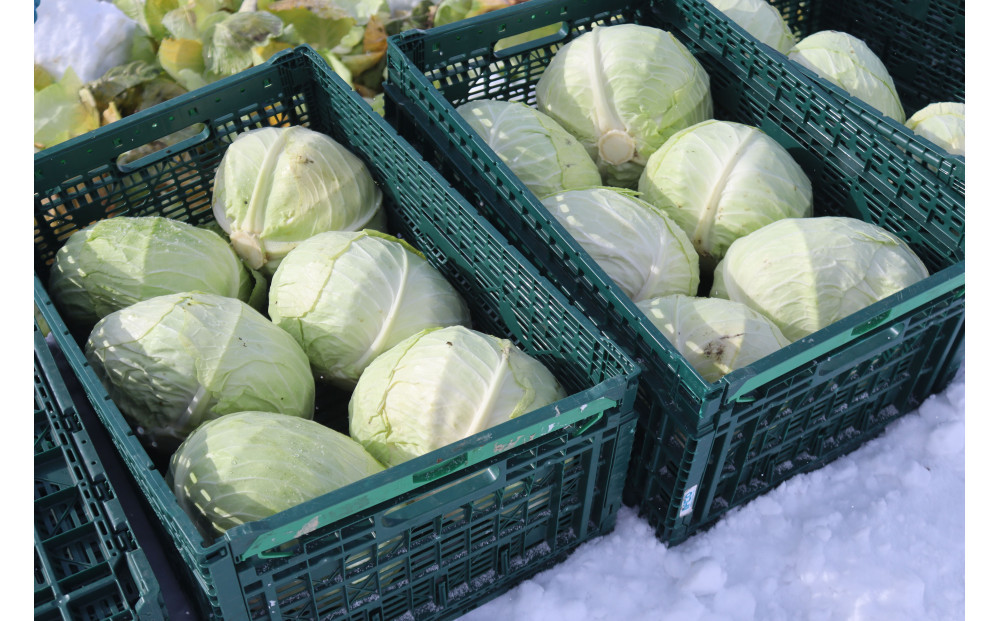 【先行予約】【数量限定】北海道産雪の下キャベツ２玉