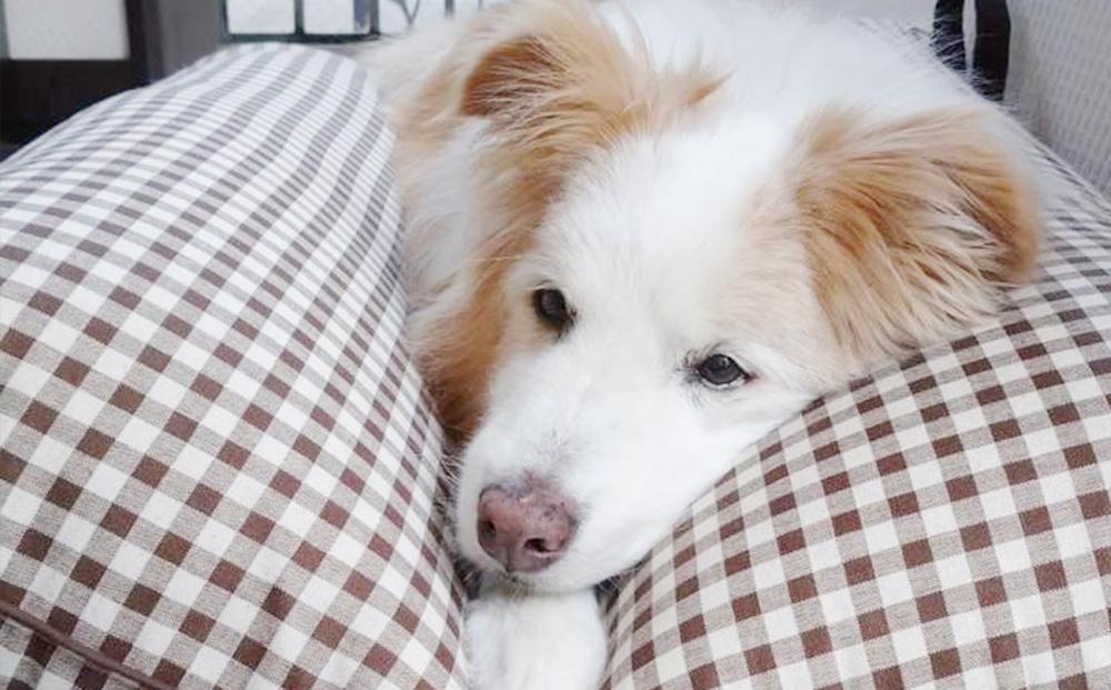 ペット（犬向け）用介護クッション「RAKU2」 インディゴブルー Lサイズ