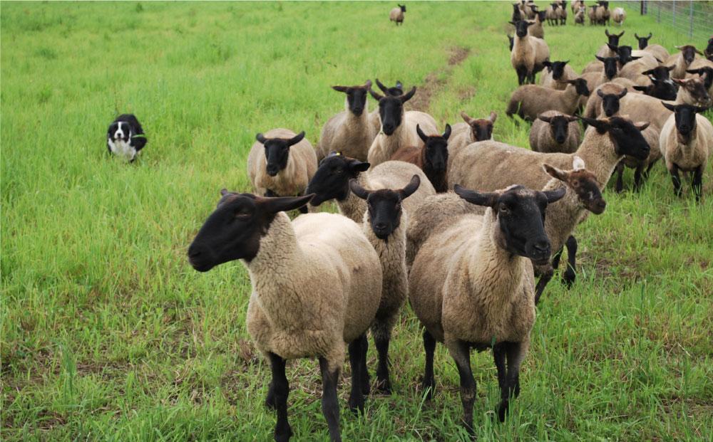 アスパラひつじのブラードブルスト