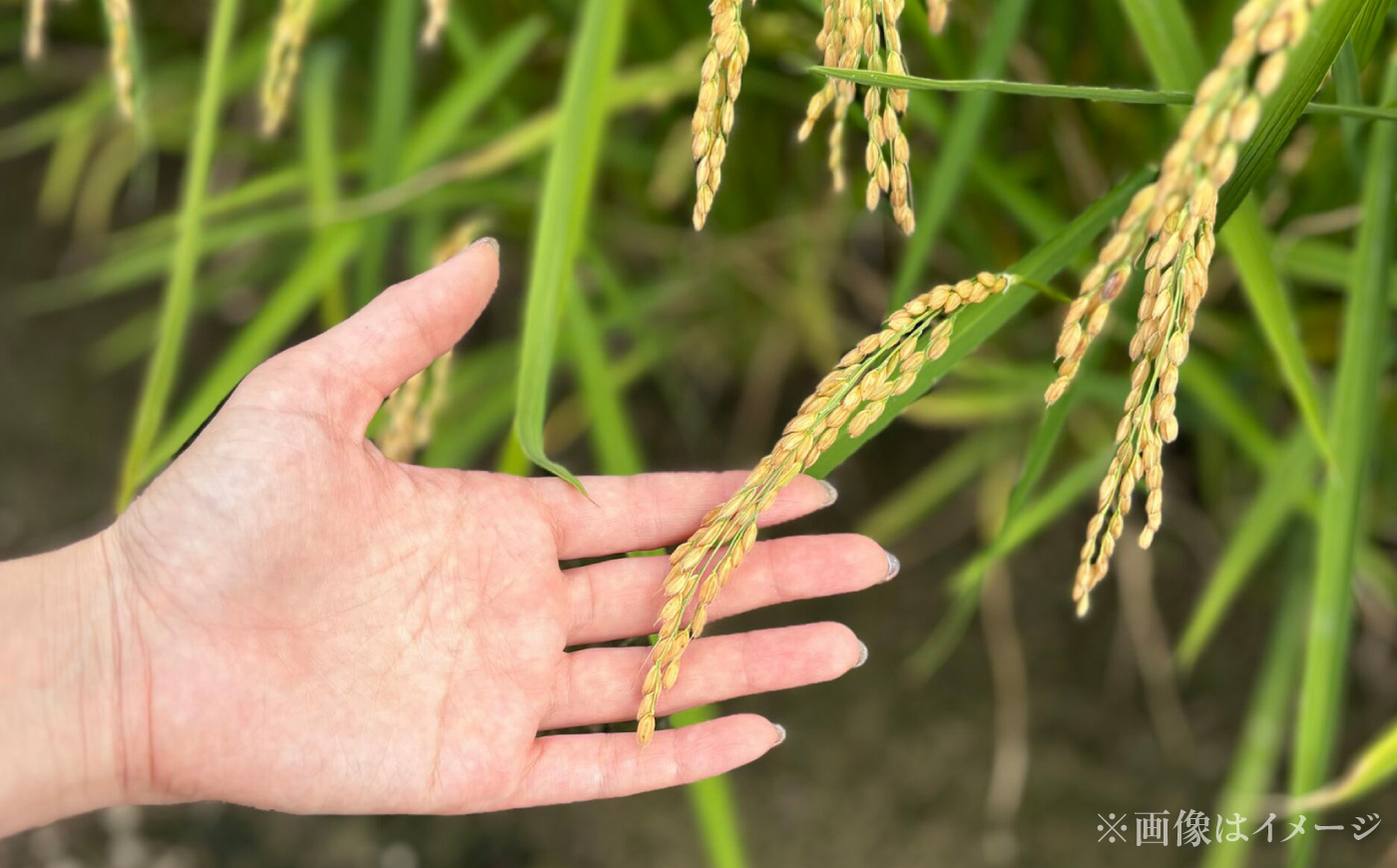 【令和8年産】【新米】【3回定期便】農家直送！特別栽培米ゆめぴりか（精米）10kg| 株式会社きしもとファーム [BOBB033]