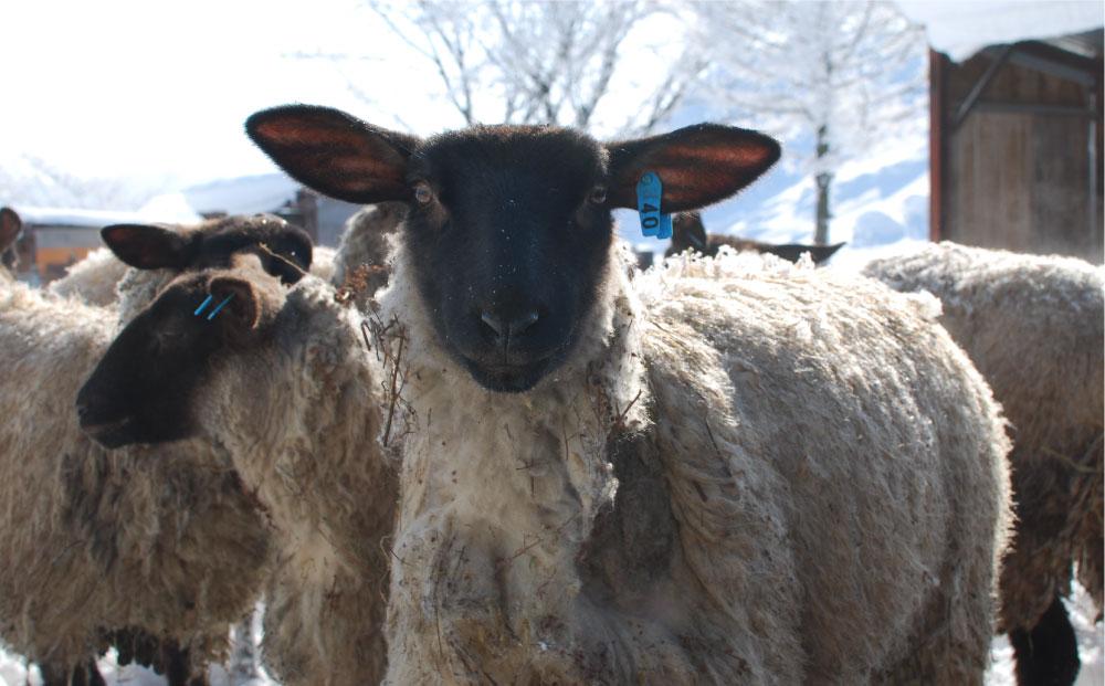アスパラひつじのフランクフルト