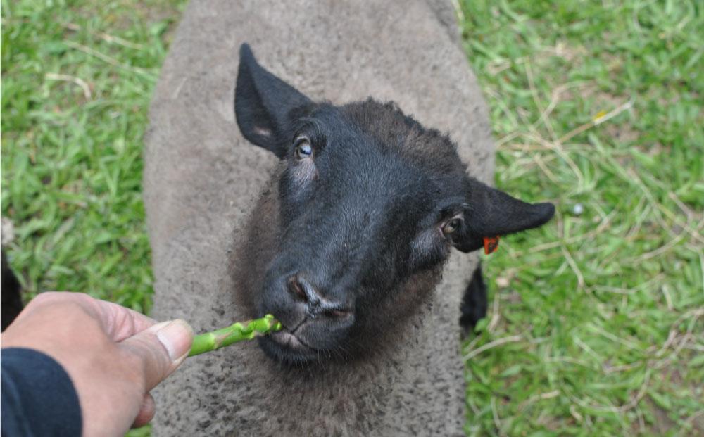 アスパラひつじのフランクフルト