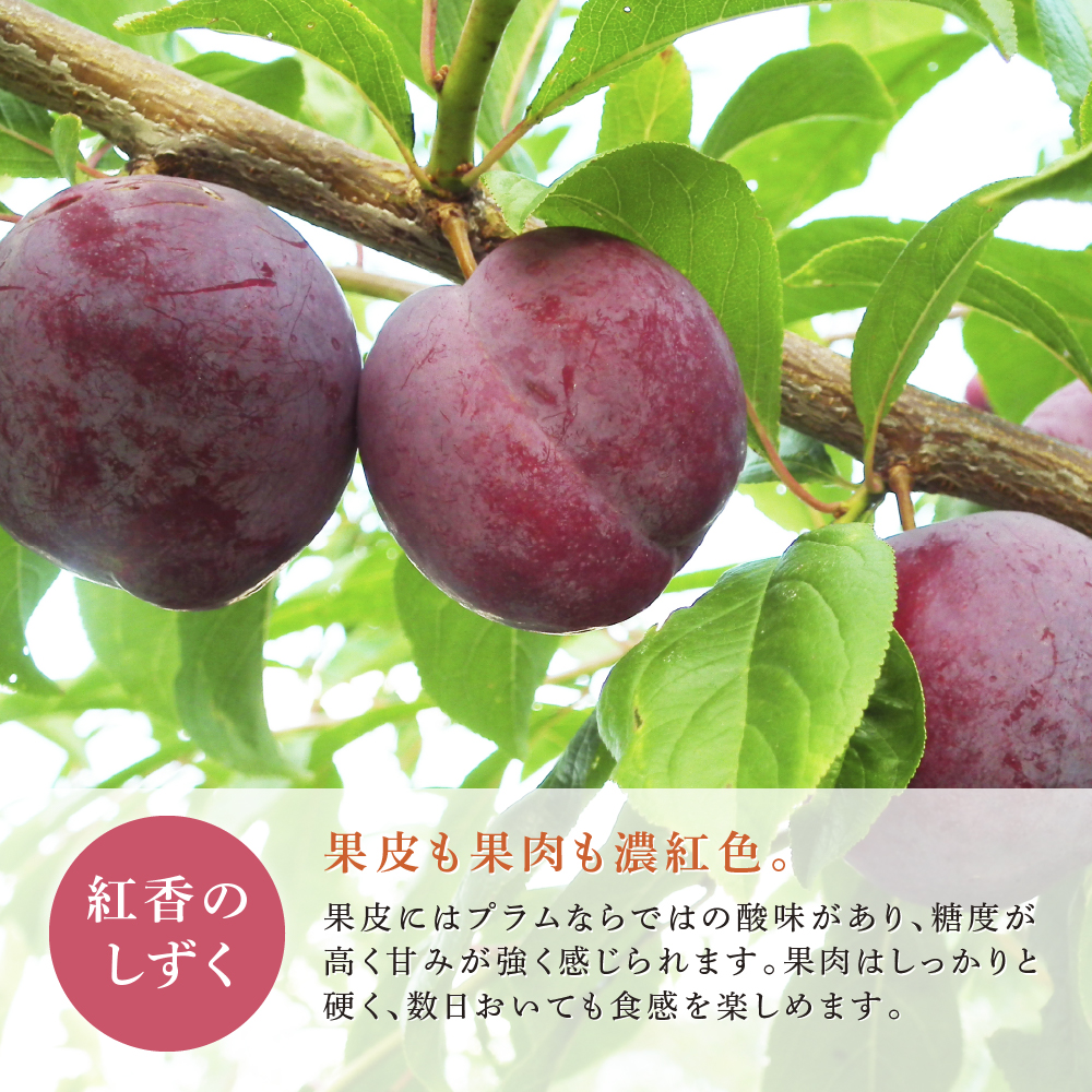 【先行受付】 プラム 紅香のしずく 1kg 北海道 芦別市 大橋さくらんぼ園