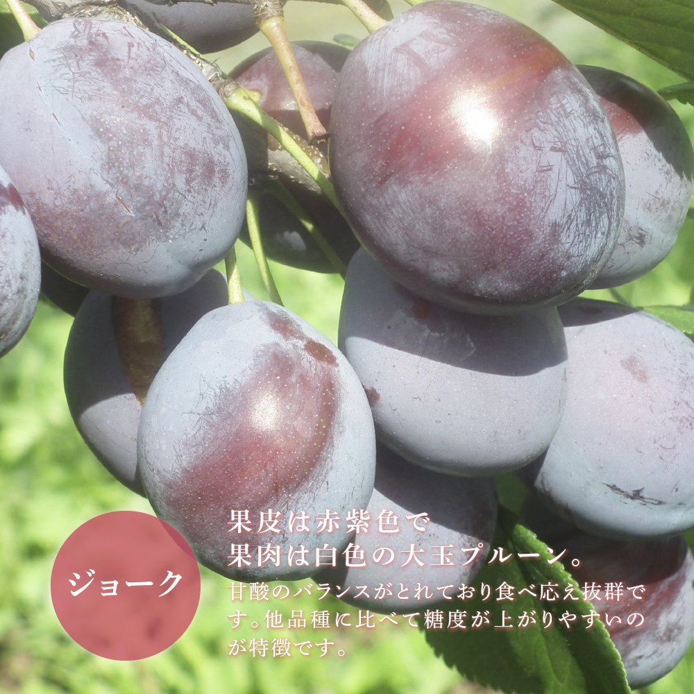 【先行受付】 プルーン ジョーク 1kg 北海道 芦別市 大橋さくらんぼ園