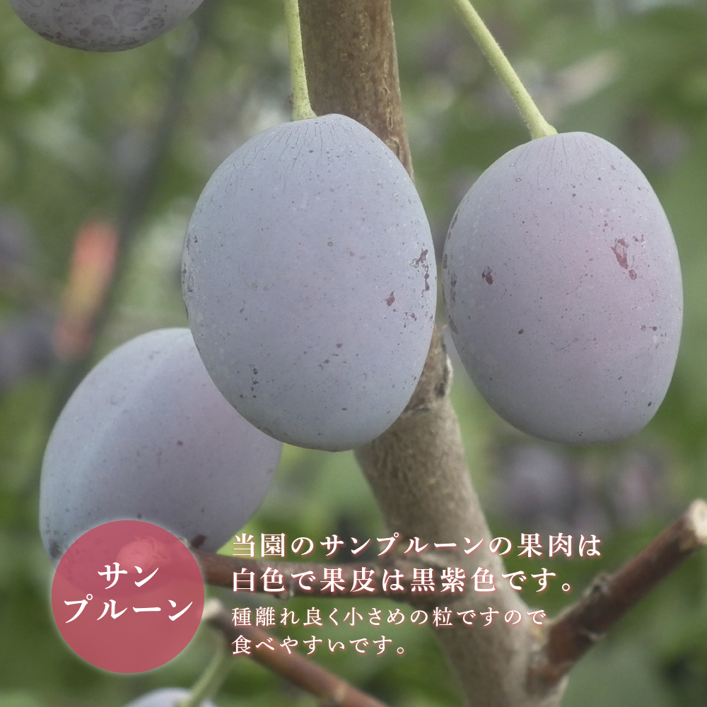 【先行受付】 プルーン サンプルーン 1kg 北海道 芦別市 大橋さくらんぼ園