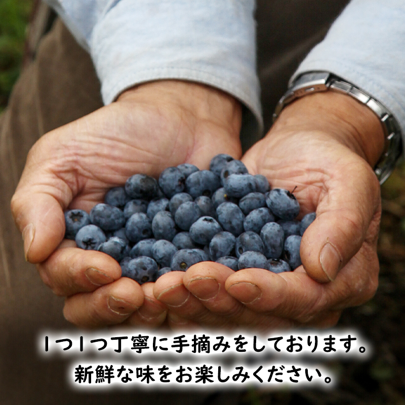 北海道 芦別市産 冷凍 ブルーベリー 計1.6kg (400g×4パック) 池田農園