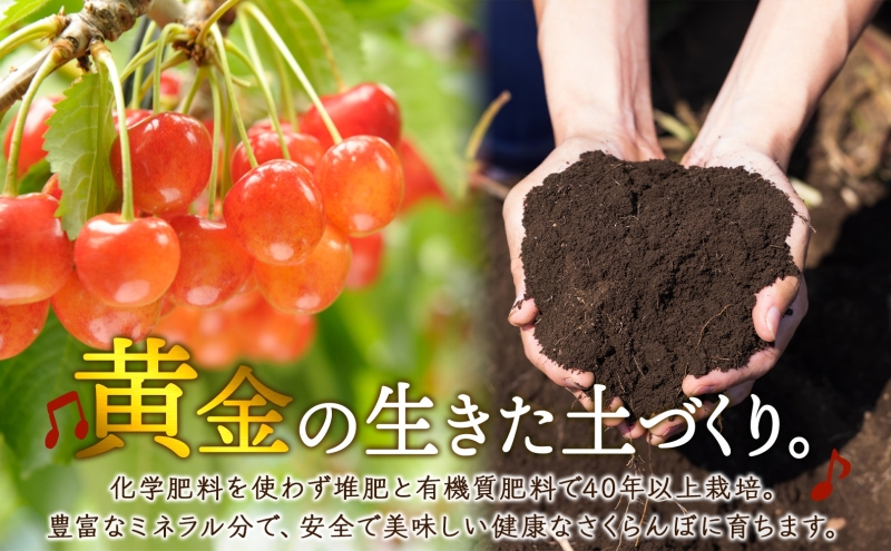 冷凍さくらんぼミックス 160g×6パック 北海道 芦別市 大橋さくらんぼ園