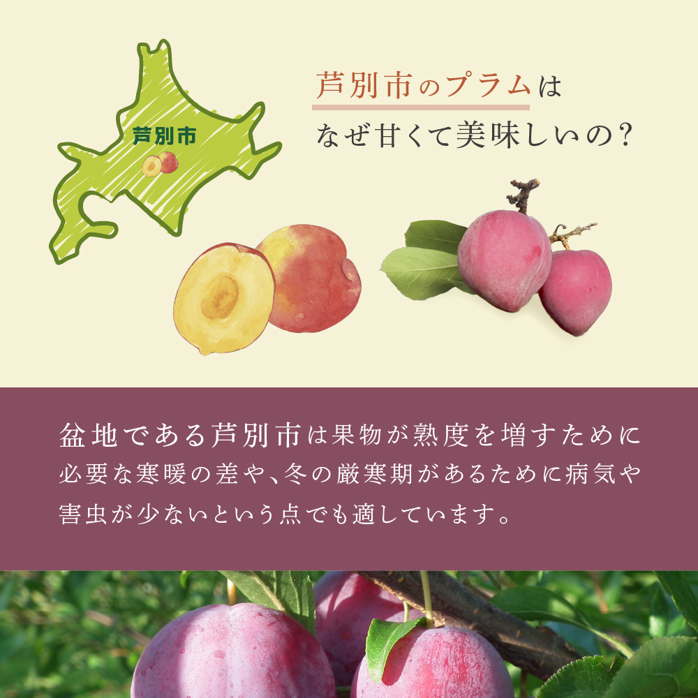 【先行受付】 プラム 恋花火 1kg 北海道 芦別市 大橋さくらんぼ園