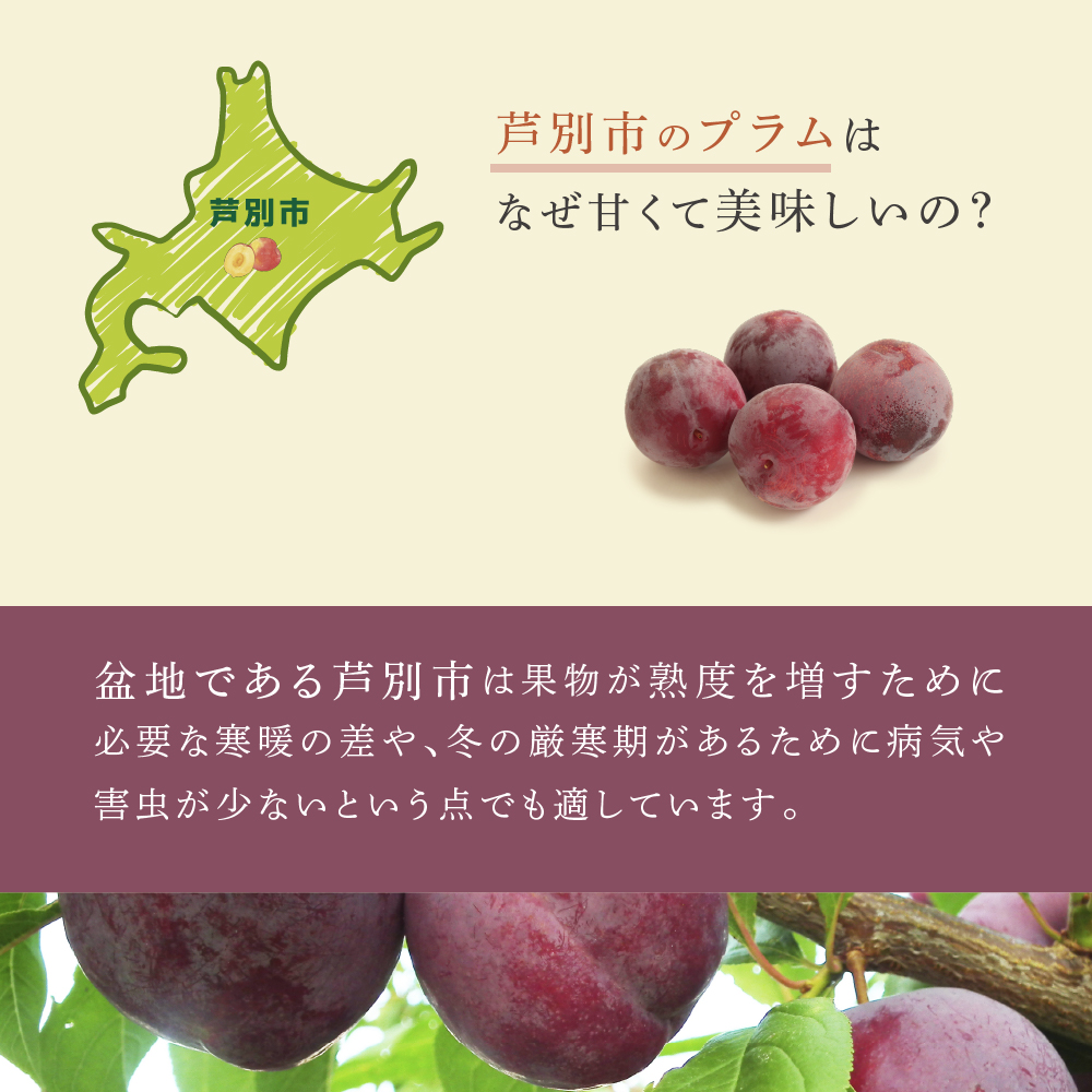 【先行受付】 プラム 紅香のしずく 1kg 北海道 芦別市 大橋さくらんぼ園