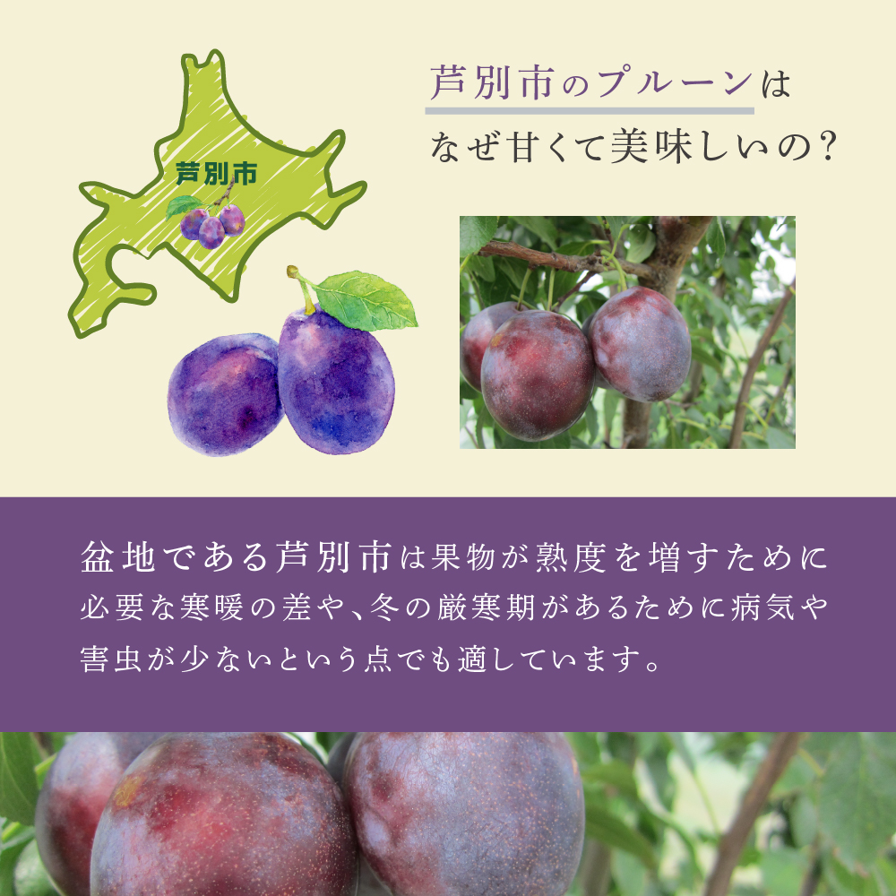 【先行受付】 プルーン ジョーク 1kg 北海道 芦別市 大橋さくらんぼ園
