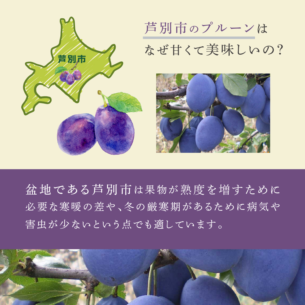 【先行受付】 プルーン サンプルーン 1kg 北海道 芦別市 大橋さくらんぼ園