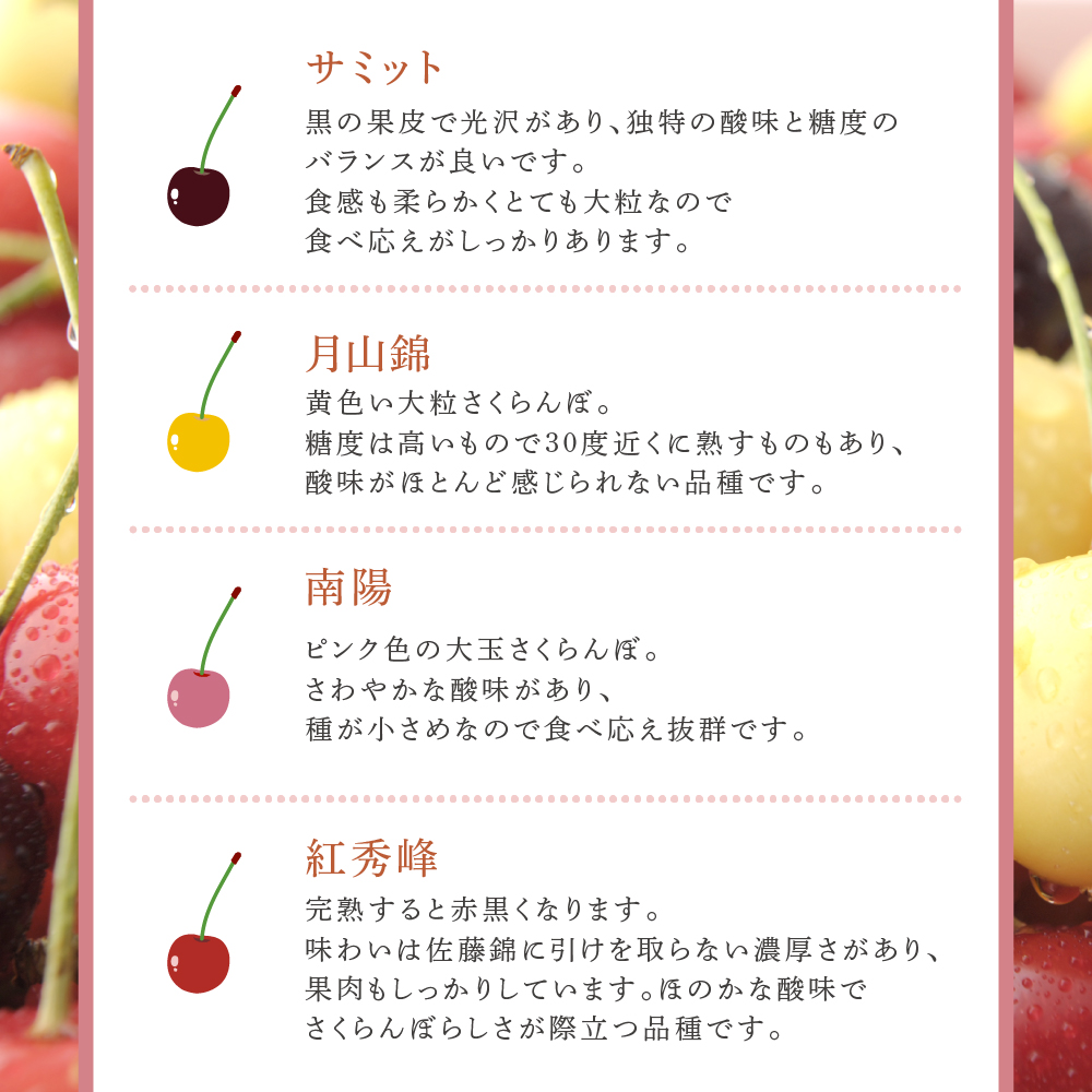 【先行受付】厳選さくらんぼスペシャル2色B 24粒（赤・黄）紅秀峰・月山錦