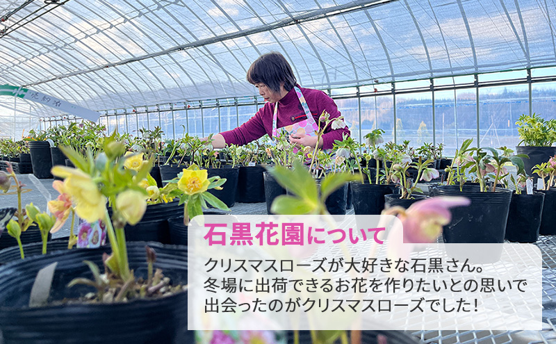 【数量限定】北海道芦別市 石黒花園 クリスマスローズ ダブル 大株 色・形おまかせ