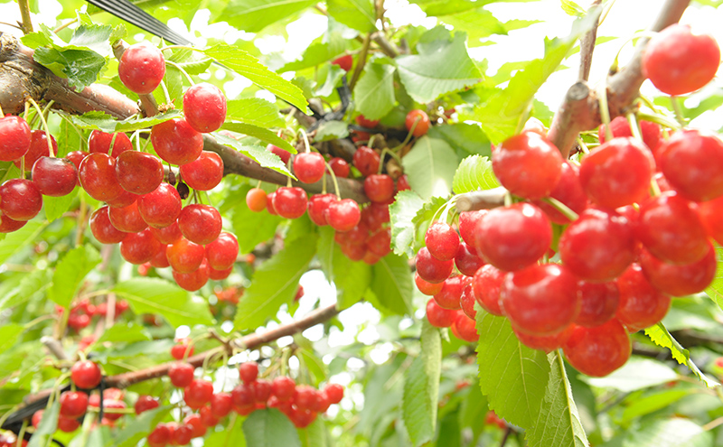 フルーツ酢 5種セット ( さくらんぼ ・ プラム ・ プルーン ・ 桃 ・ アロニア ) 北海道 芦別市 大橋さくらんぼ園