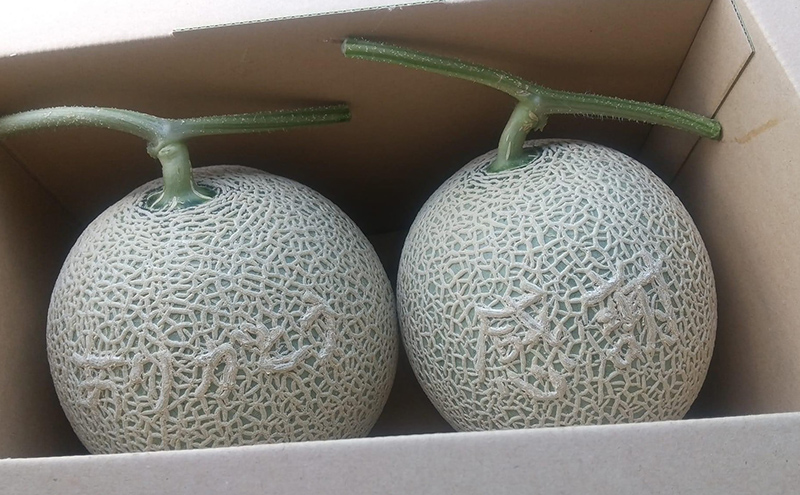 北海道 芦別産 文字入り 青肉 メロン 芦別市 栗田農園