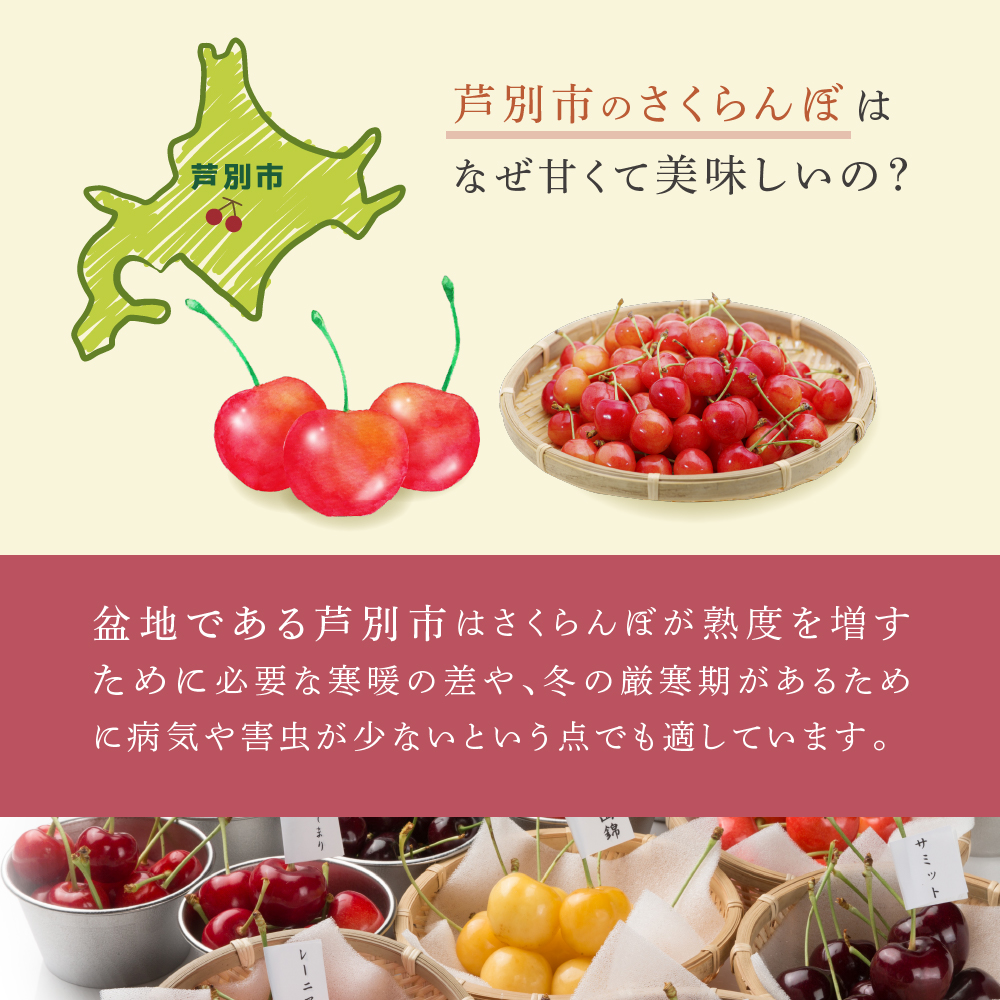 【先行受付】 さくらんぼ 佐藤錦 1kg(500g×2パック) 北海道 芦別市 大橋さくらんぼ園